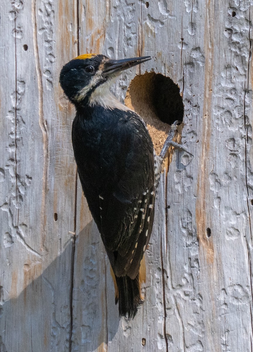 Black-backed Woodpecker - ML637152543