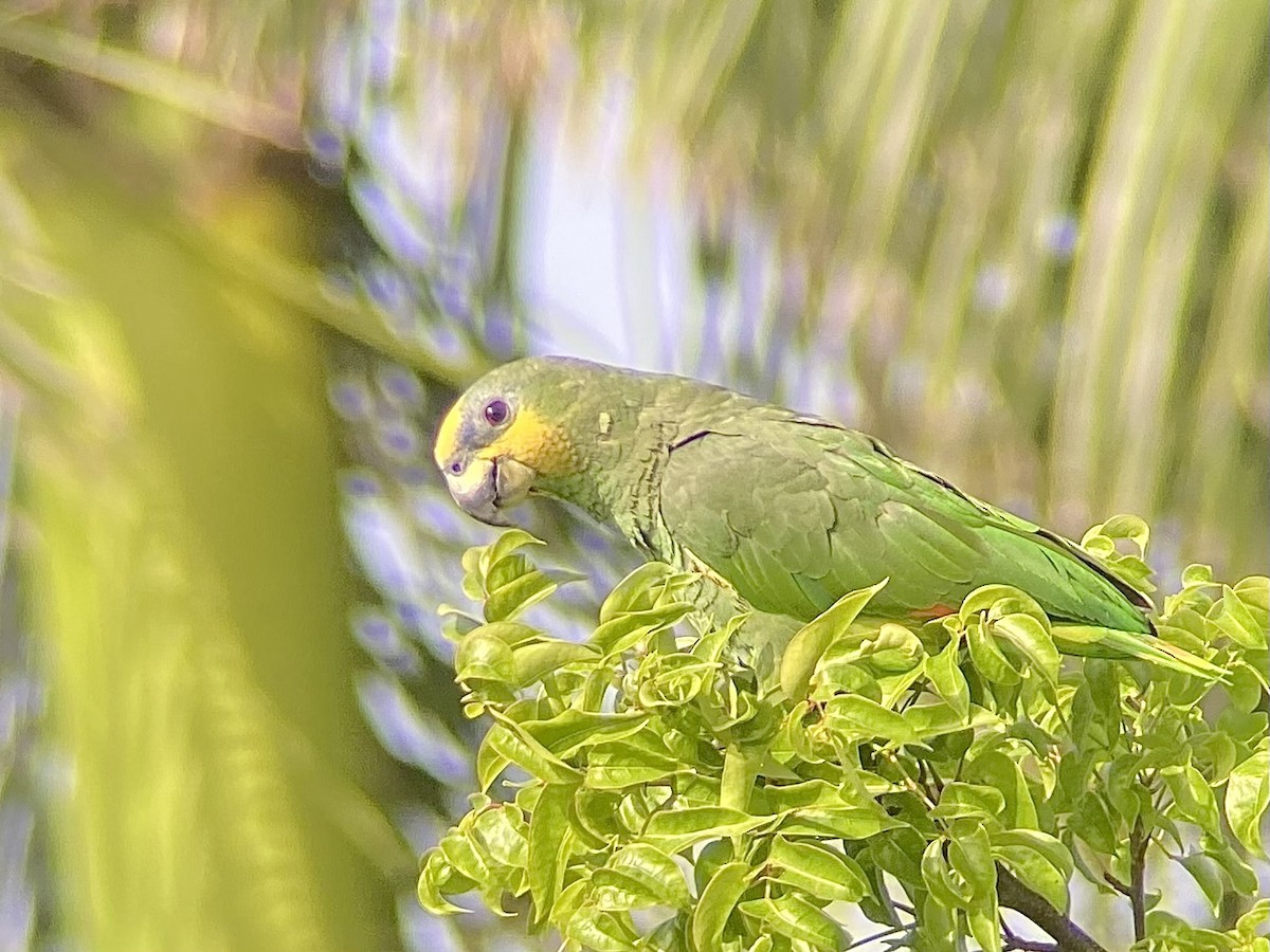 Orange-winged Amazon - ML637152579