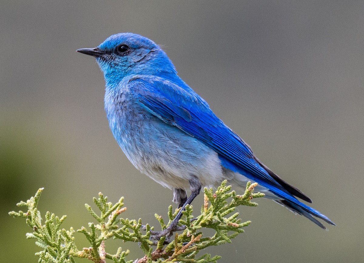 Mountain Bluebird - ML637152583