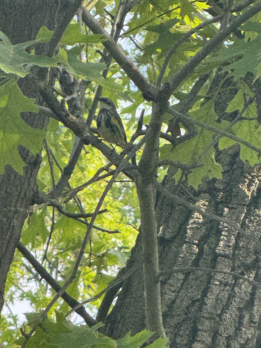 Yellow-rumped Warbler - ML637152592