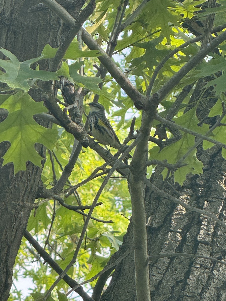 Yellow-rumped Warbler - ML637152593