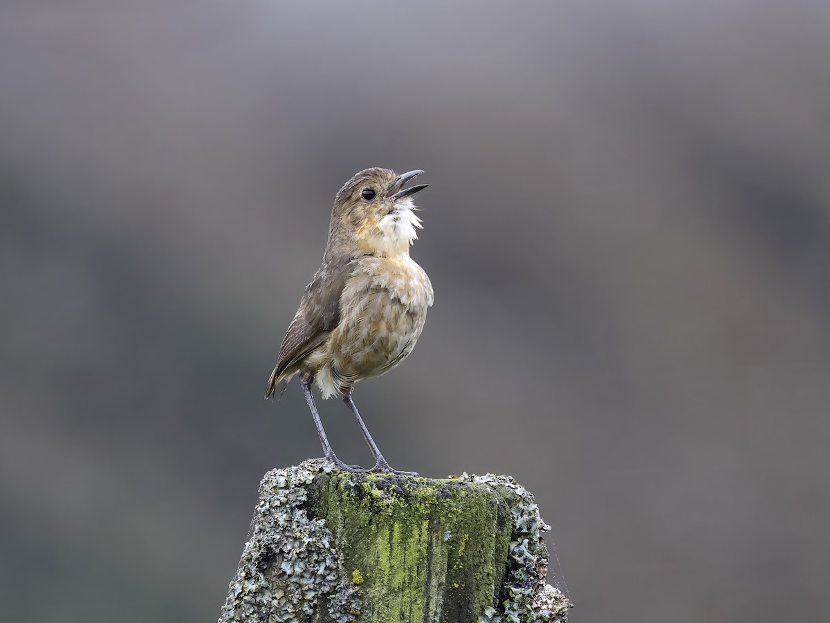 Boyaca Antpitta - ML637152620