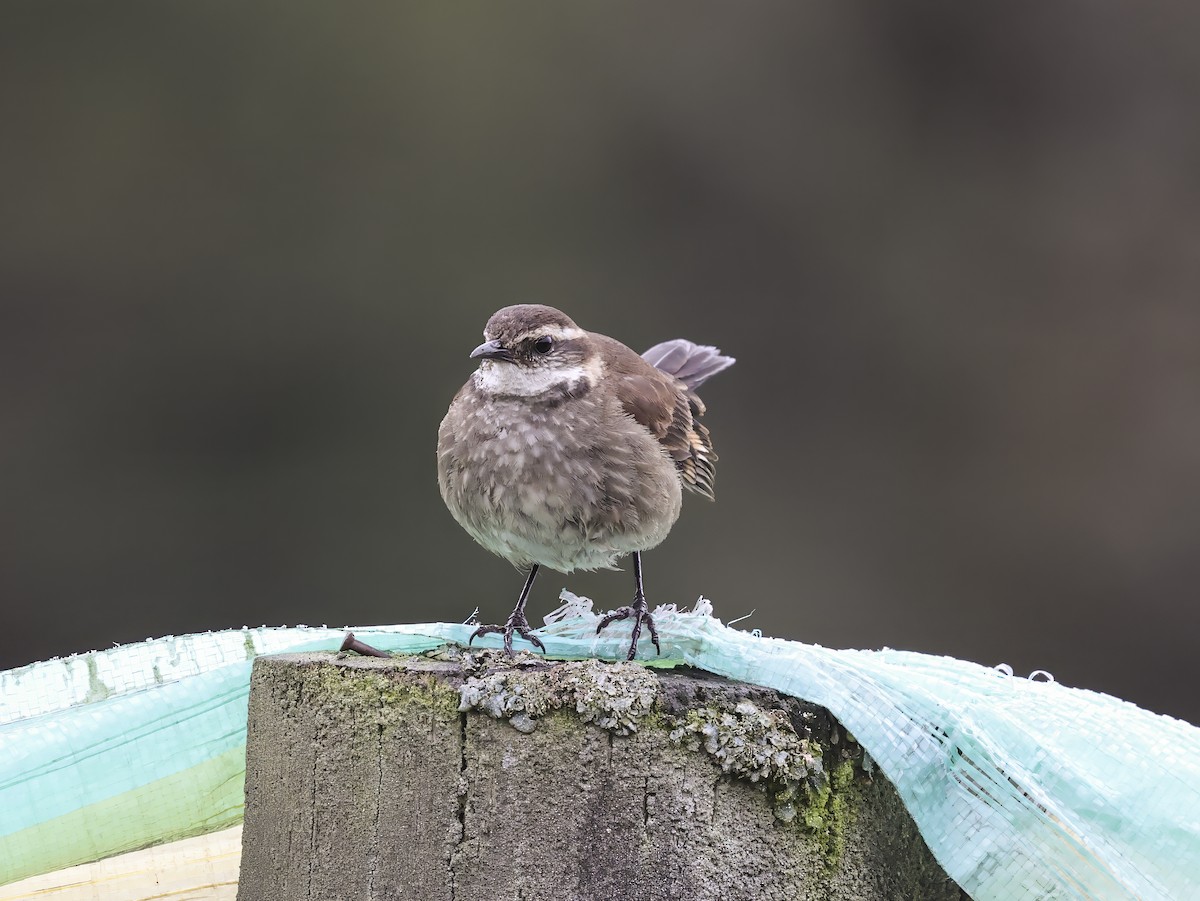 Chestnut-winged Cinclodes - ML637152626