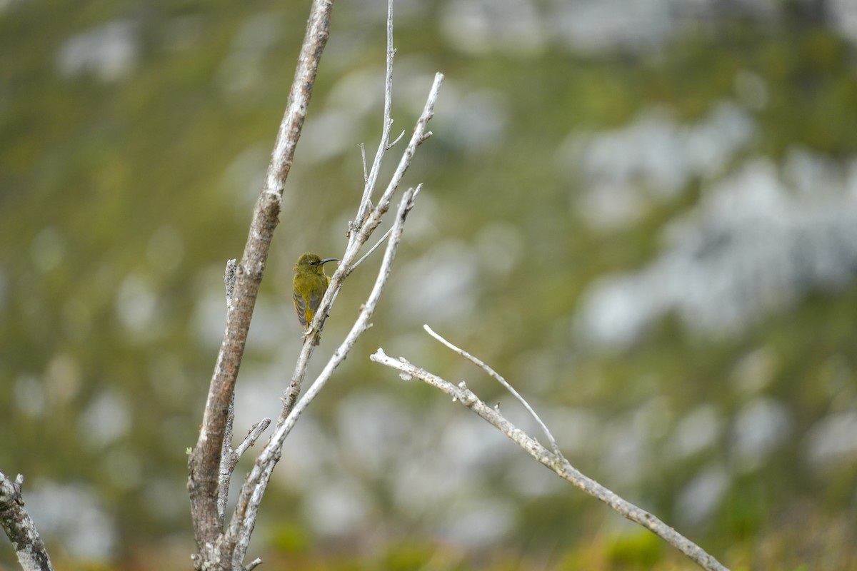 Souimanga orangé - ML637152707