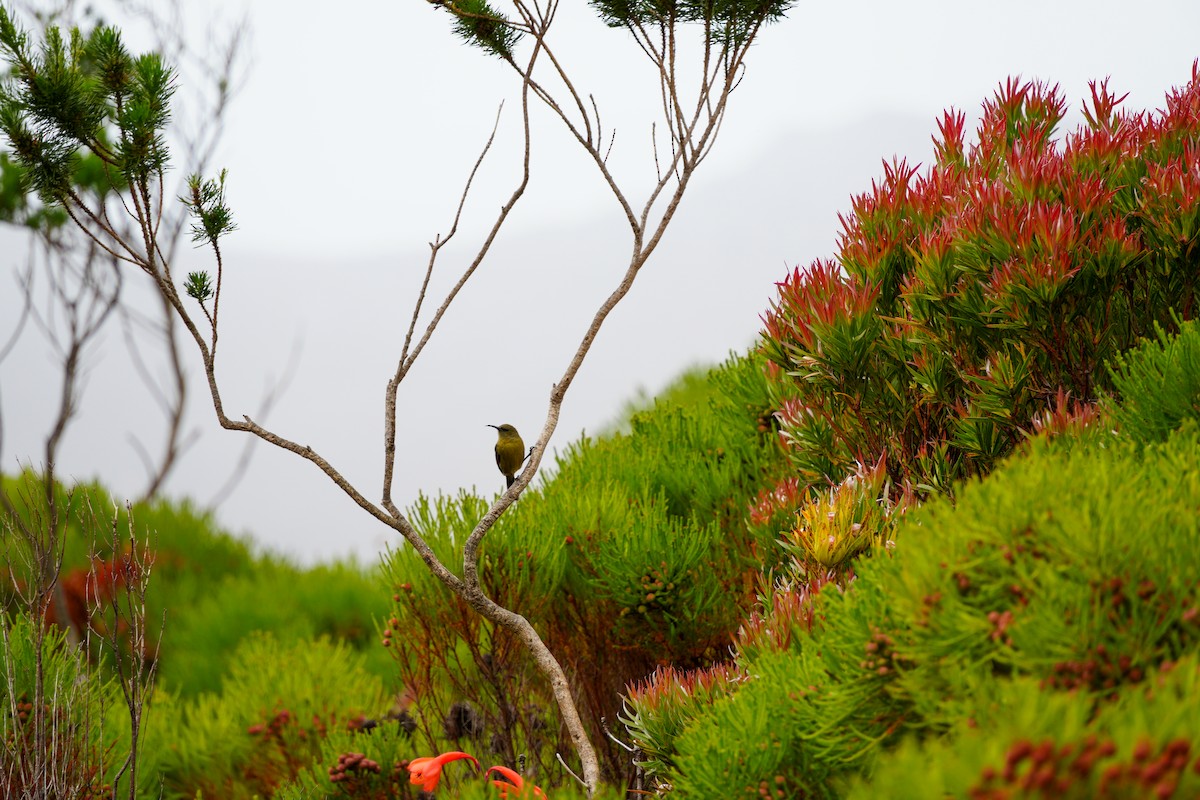 Souimanga orangé - ML637152708