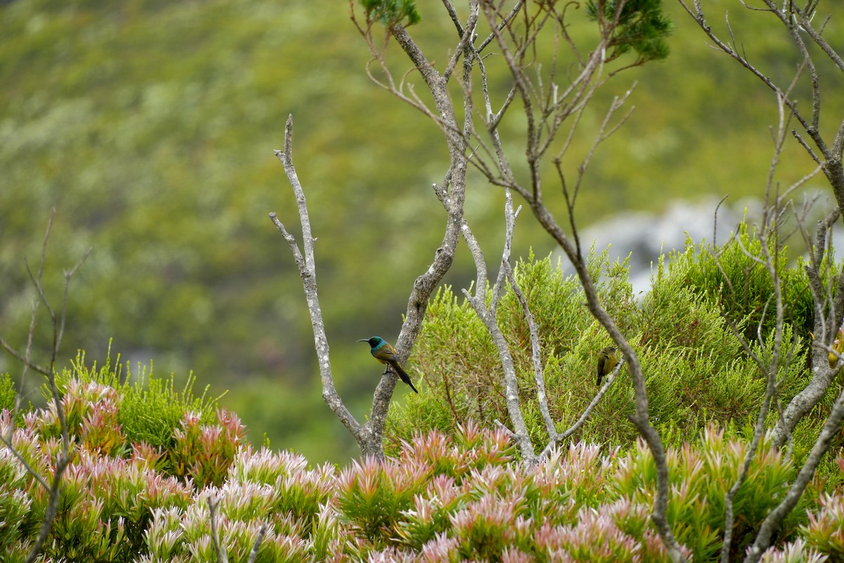 Souimanga orangé - ML637152709