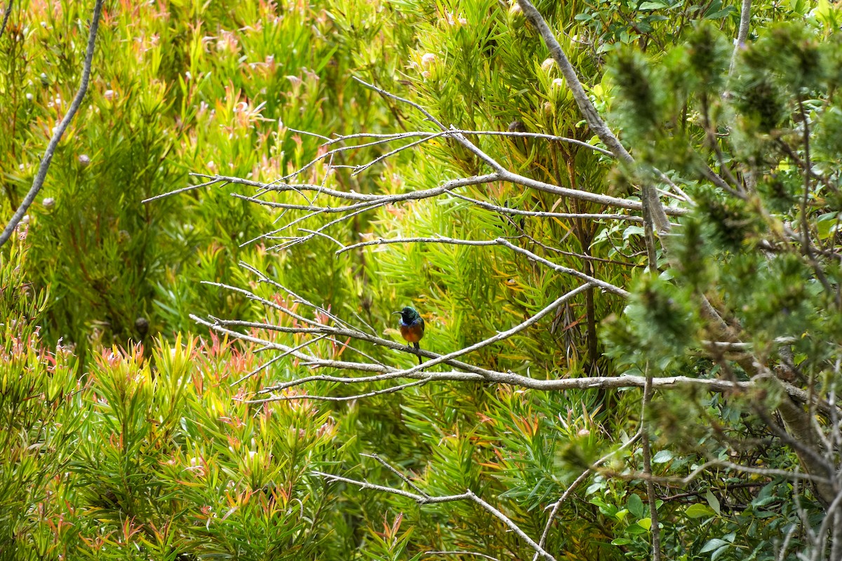 Souimanga orangé - ML637152710