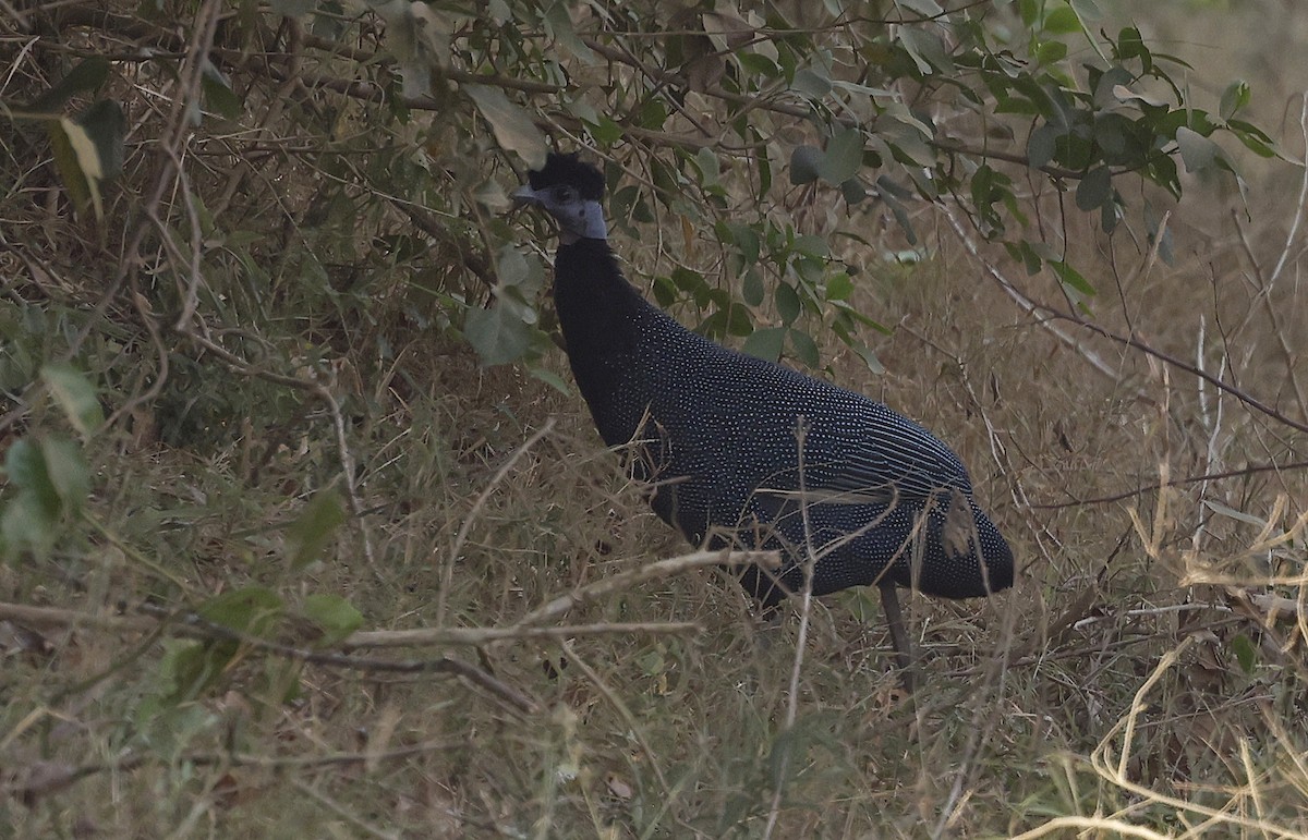 Western Crested Guineafowl - ML637152712