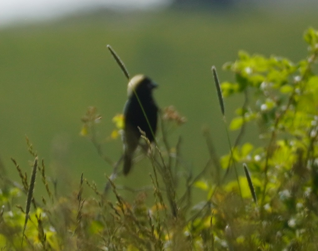 bobolink - ML637152800