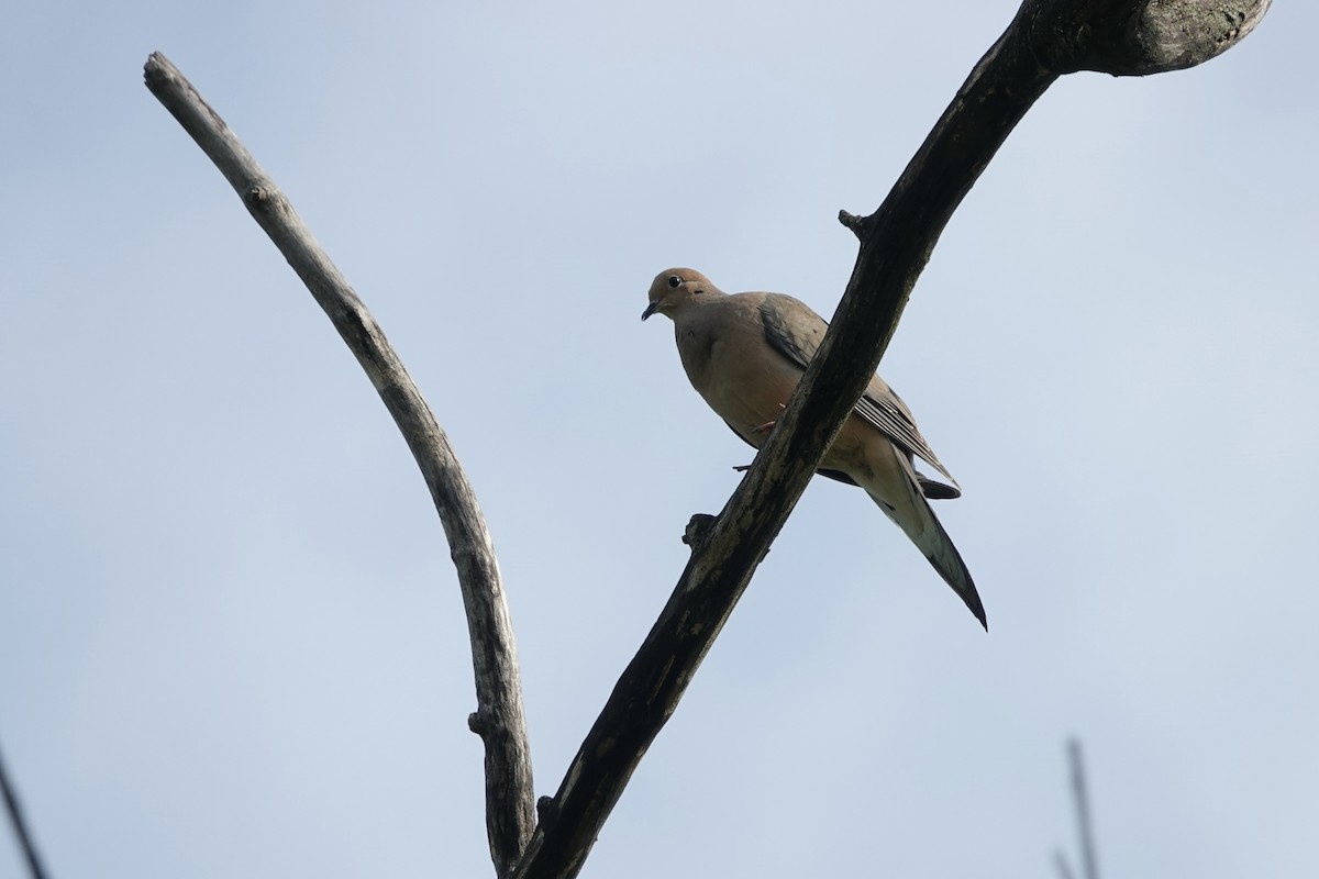 Mourning Dove - ML637152901