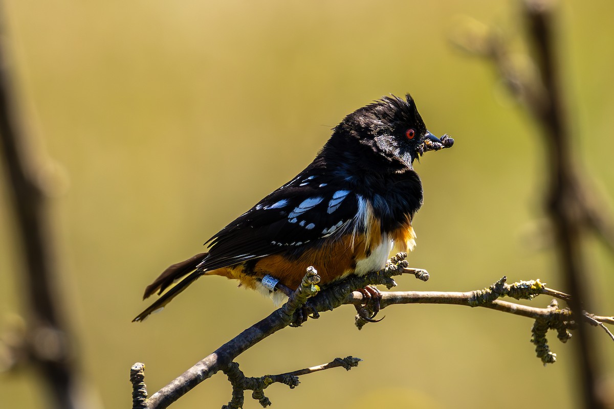 Spotted Towhee - ML637152903