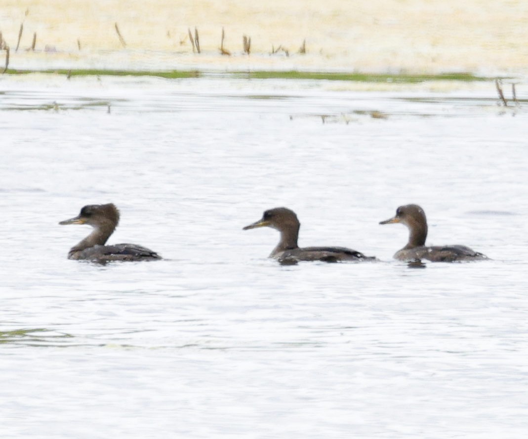 Hooded Merganser - ML637152914