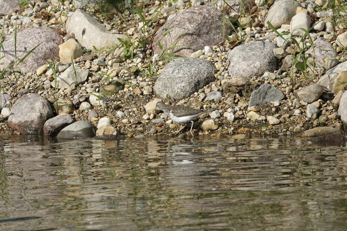 Spotted Sandpiper - ML637152919