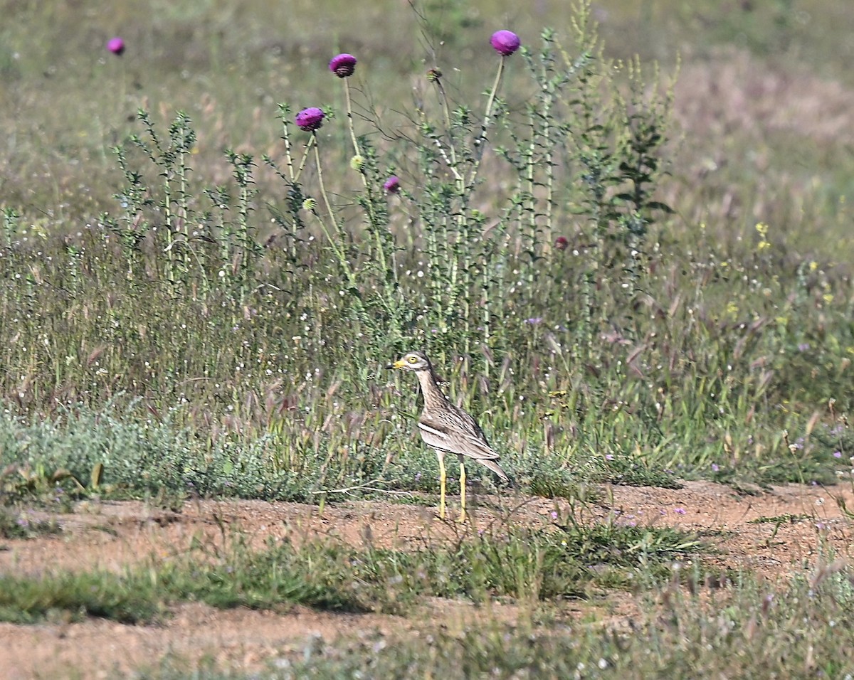Эгэл шарандан - ML637152920