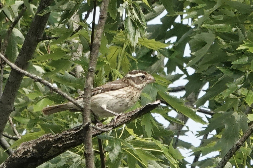 Rose-breasted Grosbeak - ML637152938