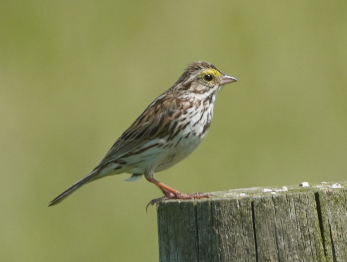 Savannah Sparrow - ML637152942