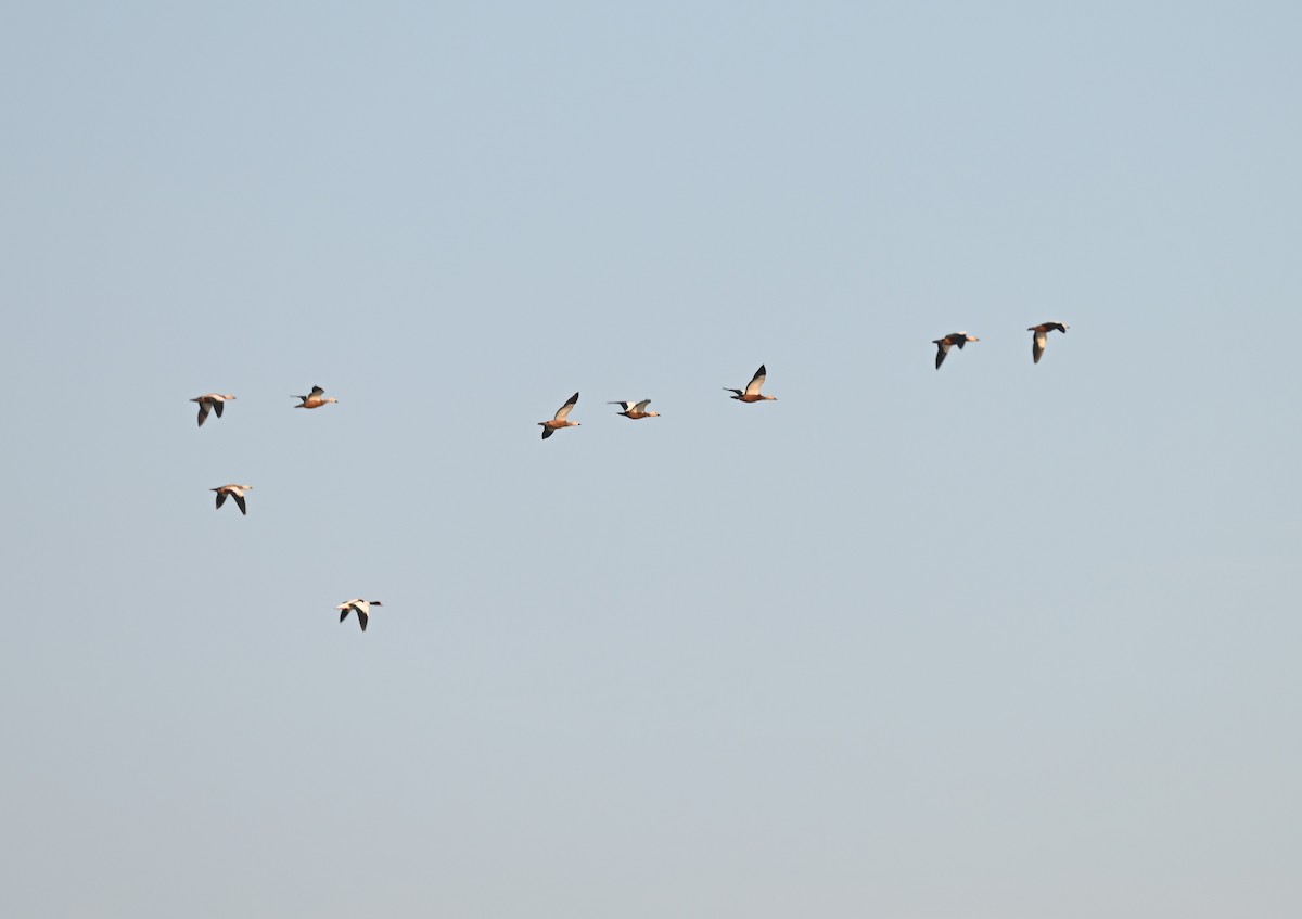 Ruddy Shelduck - ML637152952