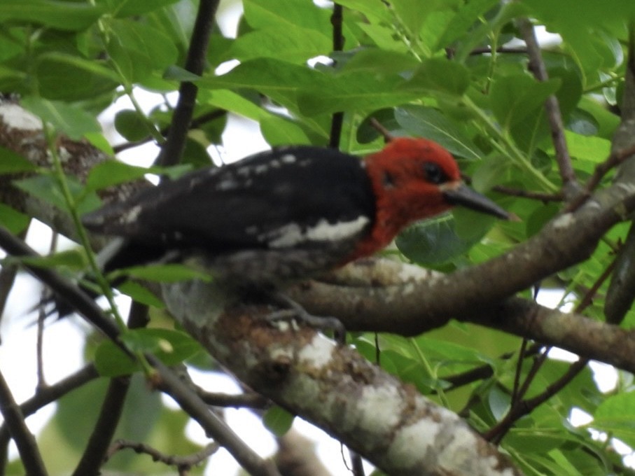 Red-breasted Sapsucker - ML637152970