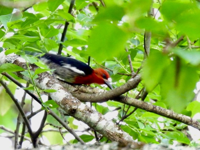 Red-breasted Sapsucker - ML637152971