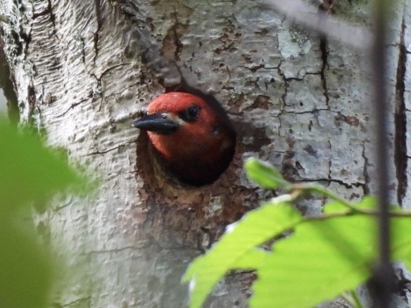 Red-breasted Sapsucker - ML637152972