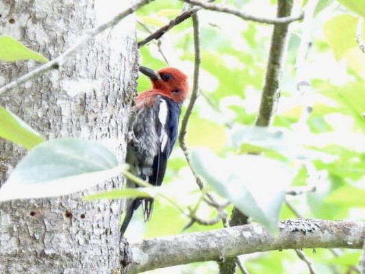 Red-breasted Sapsucker - ML637152973