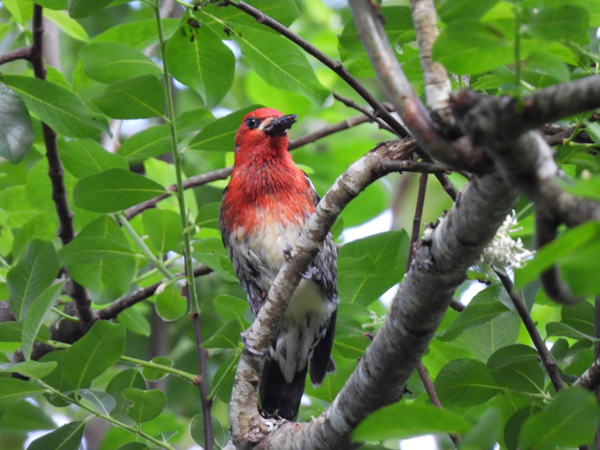 Red-breasted Sapsucker - ML637152974