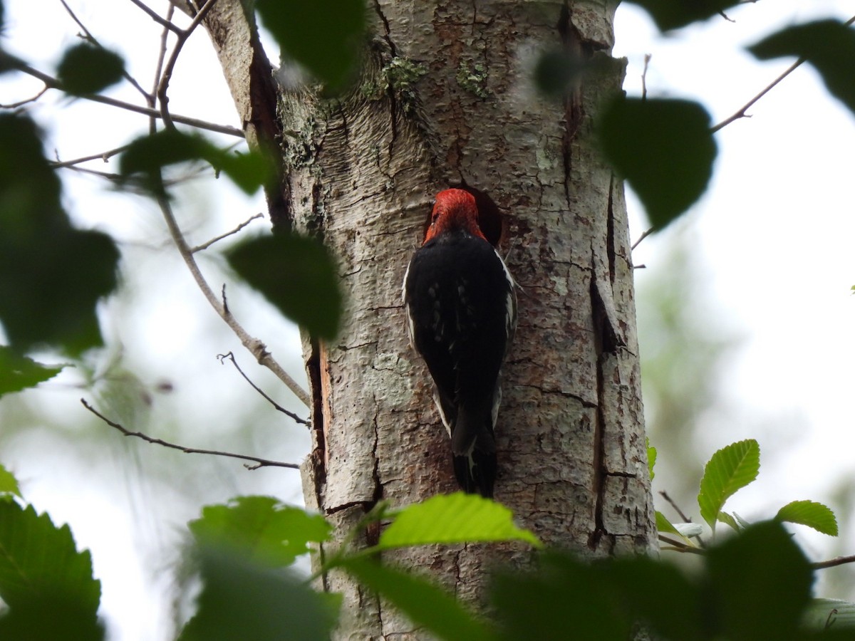 Red-breasted Sapsucker - ML637152975