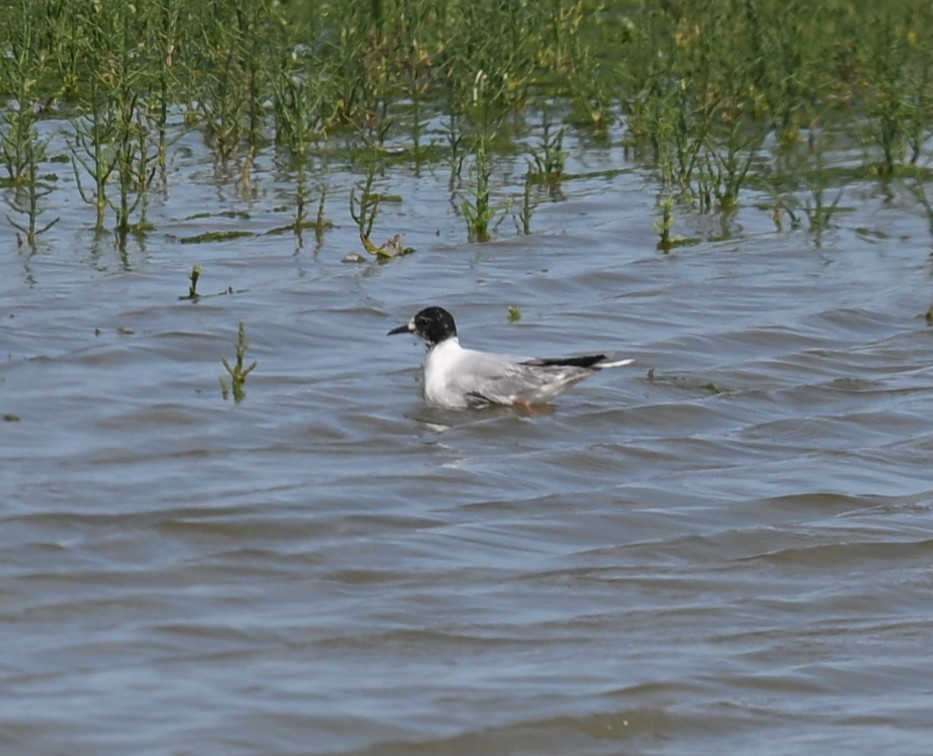 Little Gull - ML637152976