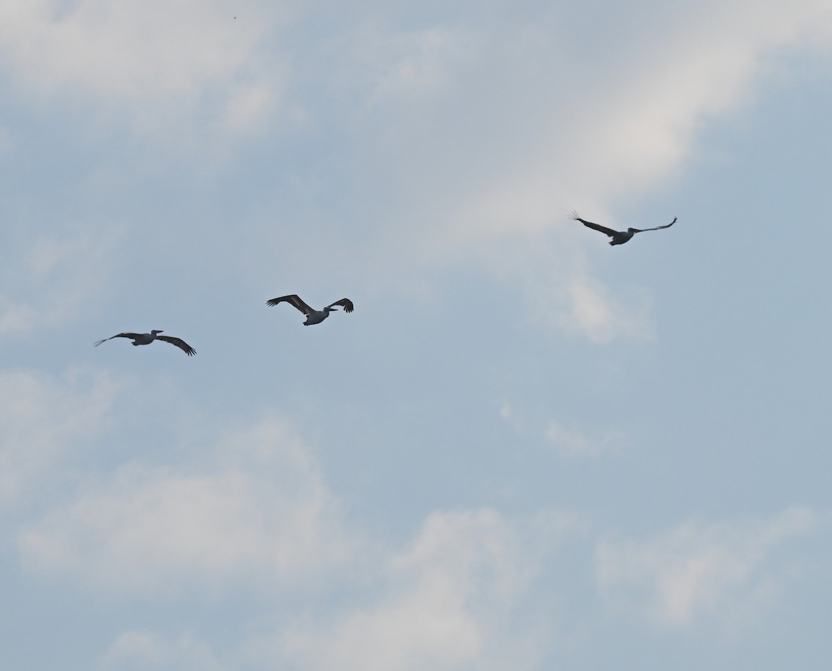 Dalmatian Pelican - ML637152995