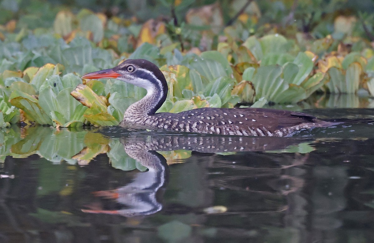 African Finfoot - ML637153013
