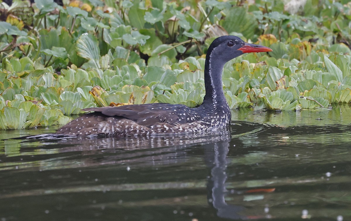 African Finfoot - ML637153025