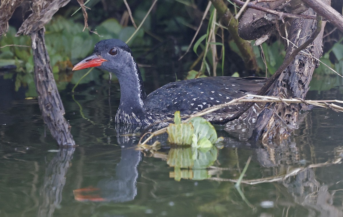 African Finfoot - ML637153034