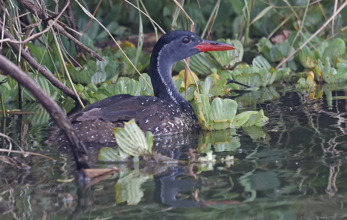 African Finfoot - ML637153039