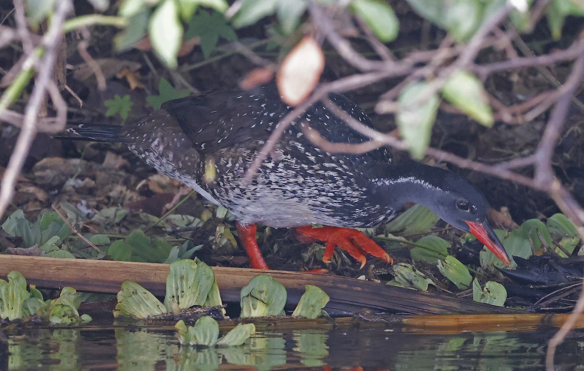 African Finfoot - ML637153042
