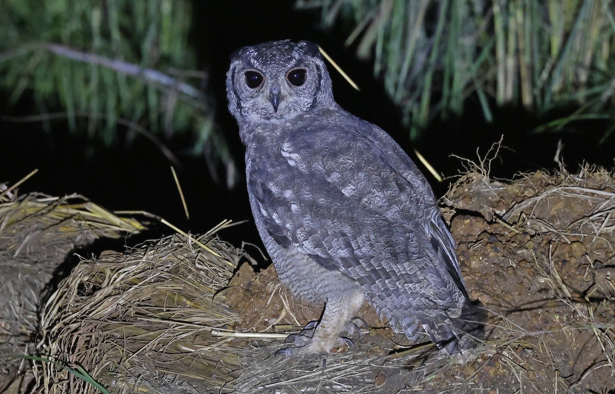 Grayish Eagle-Owl - ML637153163