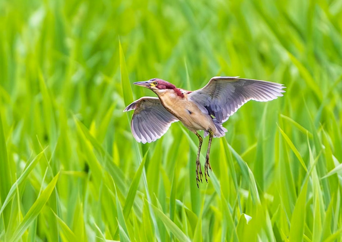 Schrenck's Bittern - ML637153200