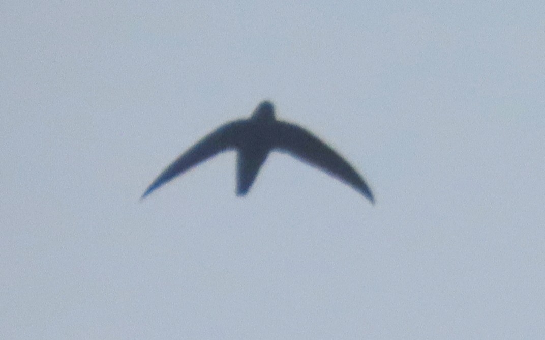 Gray-rumped Swift - ML637153208