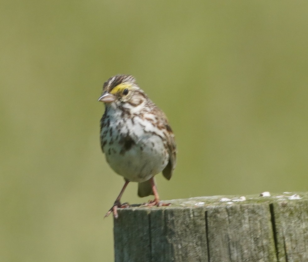 Savannah Sparrow - ML637153229