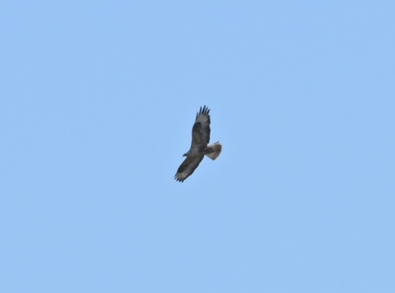 Талын сар - ML637153324