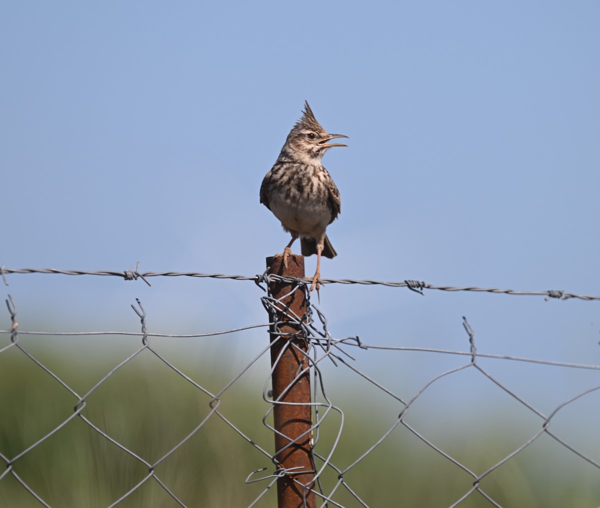 Согсоот болжмор - ML637153339