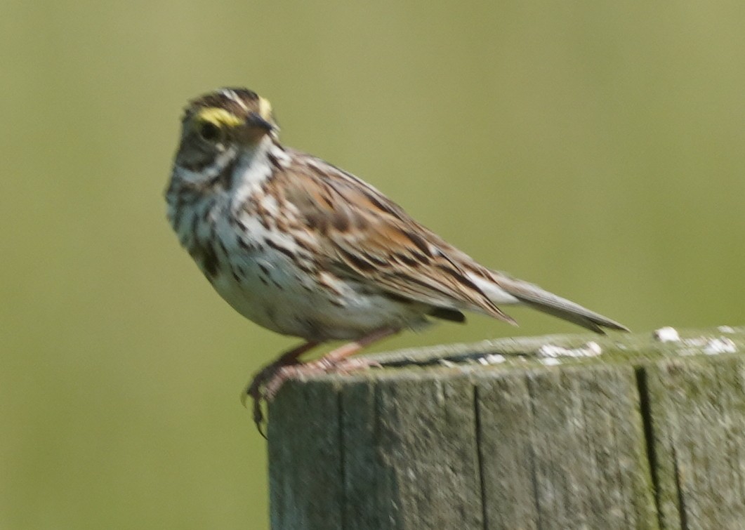 Savannah Sparrow - ML637153348