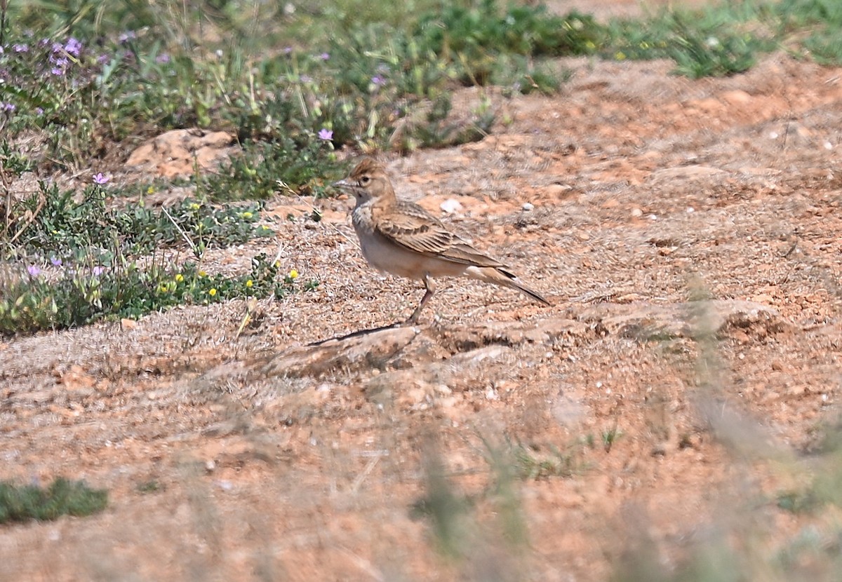 Талын жиргэмэл - ML637153355