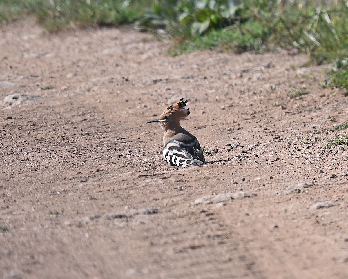 Common Hoopoe - ML637153364