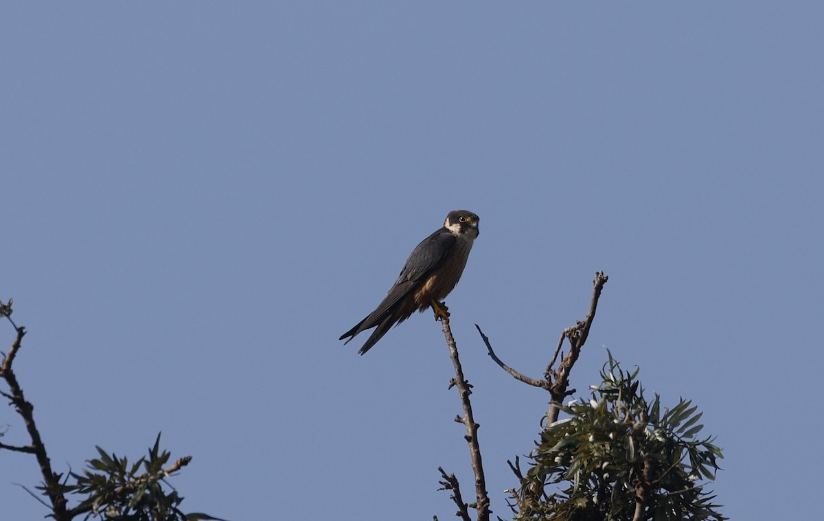 ostříž africký - ML637153370