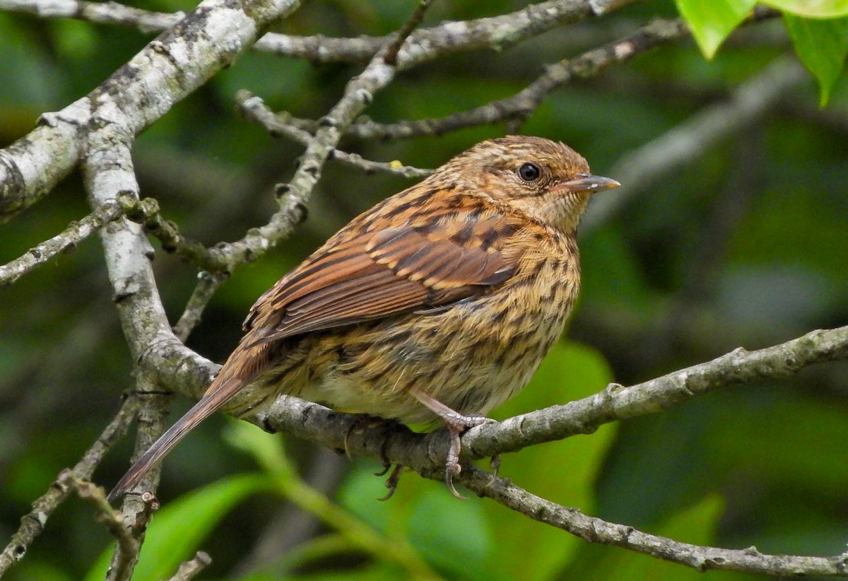 Dunnock - ML637153372