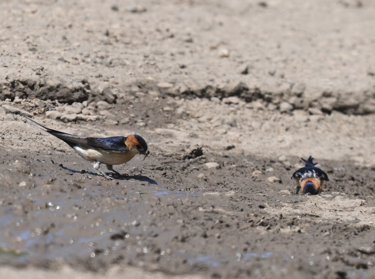European Red-rumped Swallow - ML637153374