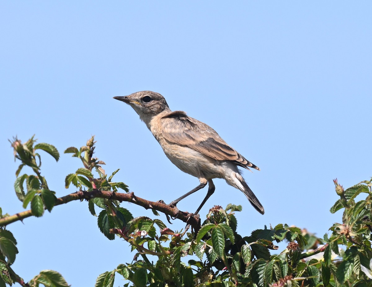 Бүжимч чогчиго - ML637153379