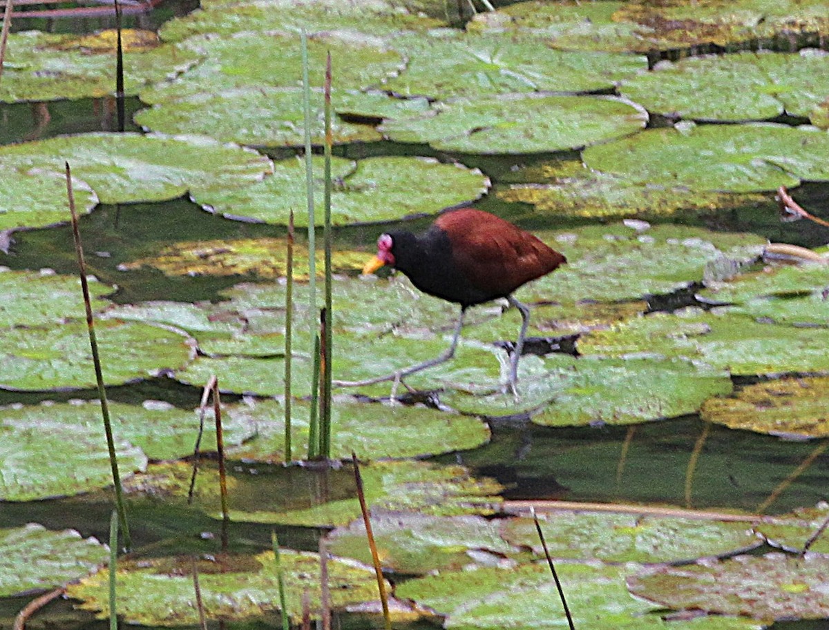 Jacana noir - ML637153383