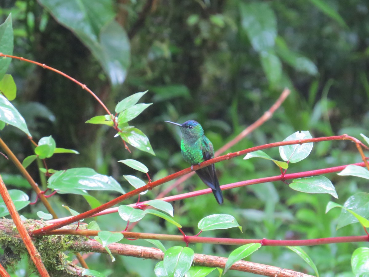 Violet-capped Woodnymph - Holly Sweeney