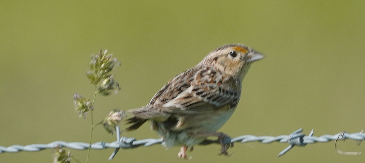 Grasshopper Sparrow - ML637153509